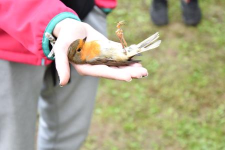 Obrockanje Zdravci 3